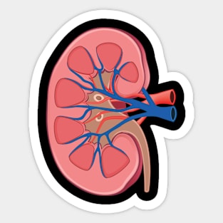 human Kidney anatomy Sticker